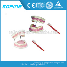 Alibaba China Supplier Teaching Dental Study Model